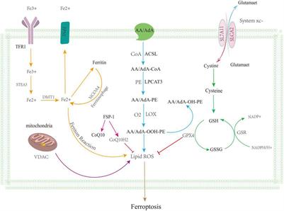 Recent progress in the effect of ferroptosis of HSCs on the development of liver fibrosis